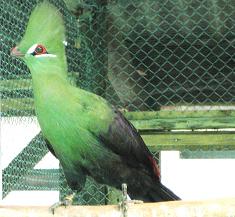 Turaco Verde